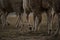 Legs of flock of African Merino sheep