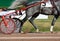 Legs of a gray trotter horse and horse harness. Harness horse racing in details.