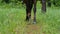 Legs of horse walk in green grass as it approaches in slow motion.