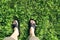 Legs of a man in sandals standing on the green grass on a sunny day