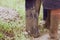 Legs in muddy of parent and children standing