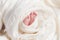 Legs of a newborn baby in a white cloth wrapped on a light background, motherly love and tenderness