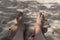 Legs of person on a sand. Legs of a man on the sand ion the beach from above. Horizontal outdoors shot. Bali island.