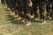 Legs of real soldiers in military boots and clothes standing in formation on the grass. Background with copyspace