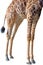 The legs of a rothschild giraffe