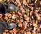 Legs shod in galoshes  the background of fallen leaves