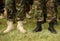 legs of soldiers in black and white shoes. military concept. troops, army, military men