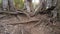 Legs Of The Tourist Step Over The Huge Roots Of Trees In The Forest