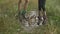 Legs of two children girls in boots jumping in rainy little puddle on country road