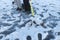 Legs of two men and auger ice drill and seven perch on a snow on a frozen lake. Ice fishing
