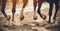 The legs of two strong racehorses galloping across the sandy arena