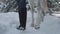 Legs of unrecognizable girl walks with white horse in winter path. Young woman leading her horse. Young positive farmer