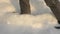 Legs walking on fluffy snowdrift while winter walk in snowy weather close up