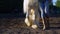 Legs of a woman leading a white horse on the ground, slow motion