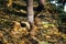 Legs of young woman walking down woodland slope