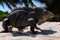 Leguan at the beach of the tropical cuban island Cayo Macho