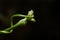 Legume plant isolated in black background. Growing creeper plant buds. Green color plant isolated on black backgrounds.