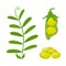 Legume plant, soybeans, green lentil bean. Vector illustration
