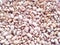 Legume seeds of Lablab purpureus or Hyacinth beans