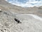 Leh-Ladakh-Srinagar Highway scene