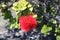 Lehua ohia flower lei making volcano big island