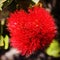 Lehua ohia flower lei making volcano big island