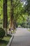 Leisure road hidden by green trees