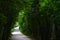 A leisure trail in the bamboo forest in the park