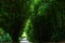 A leisure trail in the bamboo forest in the park