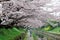 Leisure walk along a footpath under a romantic archway of pink cherry blossom trees