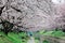 Leisure walk along a footpath under a romantic archway of pink cherry blossom trees