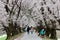 Leisure walk under a romantic archway of cherry blossom Sakura trees by Sewaritei river bank in Yawatashi, Kyoto Japan