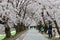 Leisure walk under a romantic archway of cherry blossom trees & x28; sakura namiki & x29; by Sewaritei river