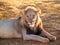 Leisurely male lion in heat of African day