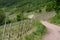 Leiwen, Germany - 06 01 2021: dirt road in the vineyards