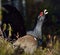 Leking Capercaillie (Tetrao urogallus)