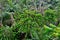 Lekki canopy walkway.