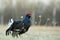 Lekking black grouse