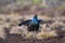 Lekking black grouse on swamp ready for fighting. Spring colors of moors with black grouse, blackcock, Black Grouse lek