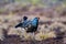 Lekking black grouse on swamp ready for fighting. Spring colors of moors with black grouse, blackcock, Black Grouse lek