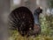 Lekking Capercaillie Tetrao urogallus male in the spring fores