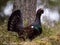 Lekking Capercaillie Tetrao urogallus male in the spring fores