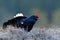 Lekking nice bird Black Grouse, Tetrao tetrix, in marshland, Sweden. Cold spring in the nature. Wildlife scene from north Europe.