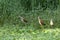 Lelie-loper, African Jacana, Actophilornis africanus