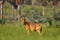 Lelwel hartebeest, Alcelaphus buselaphus lelwel, also known as Jackson`s hartebeest antelope, in the green vegetation in Africa.