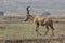 Lelwel Hartebeest walking on the scorched savanna during the dry