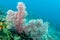 Lembeh Strait soft corals