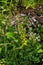 Lembotropis nigricans subsp. australis, Fabaceae. Wild plant shot in summer