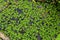 Lemna minor, the common duckweed or lesser duckweed