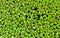 Lemna minor - the common duckweed or lesser duckweed, is an aquatic freshwater plant